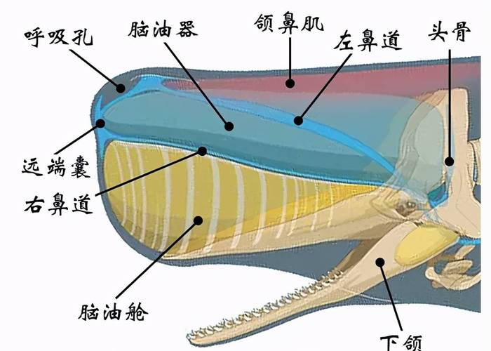 龙涎香是抹香鲸科动物抹香鲸肠内分泌物的干燥品,是一种极为名贵的中药材,具有化痰止咳、心腹疼痛等功效