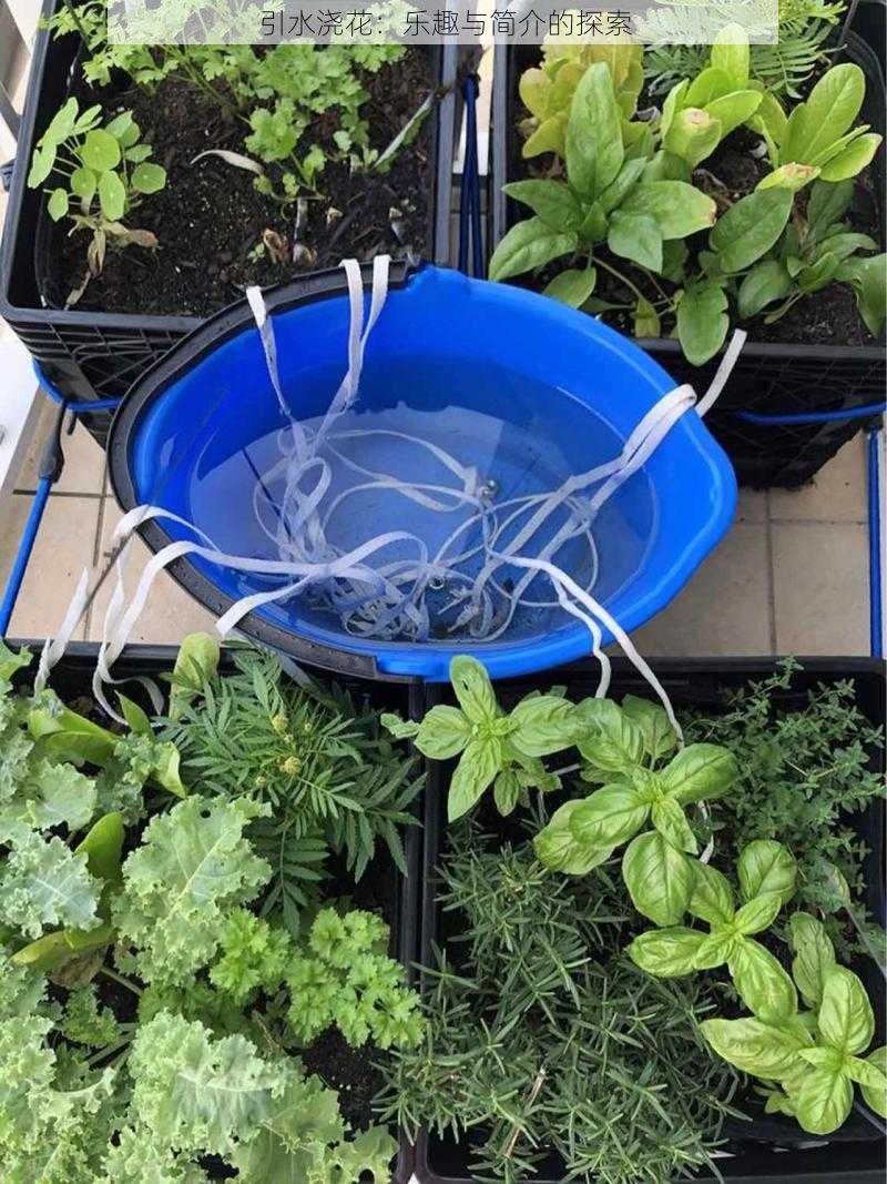 引水浇花:乐趣与简介的探索
